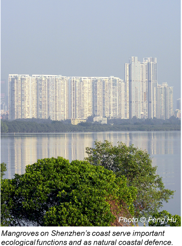 Mangroves on Shenzhen Coast As Natural Defence
